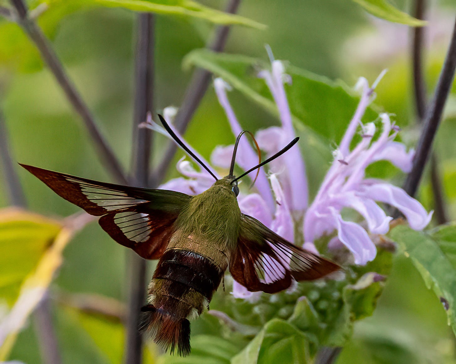 A hummingbird moth hovers next to a flower in order to get nectar. The moth has green feathery hairs on the top half of its body, see-through wings with maroon edges, long antennae, and a curving tongue.
