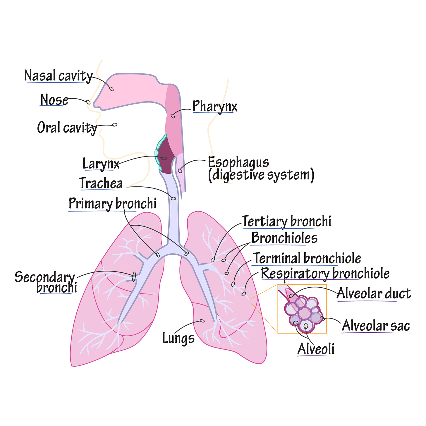 Draw It to Know It - Respiratory Tract | Respiratory system anatomy ...