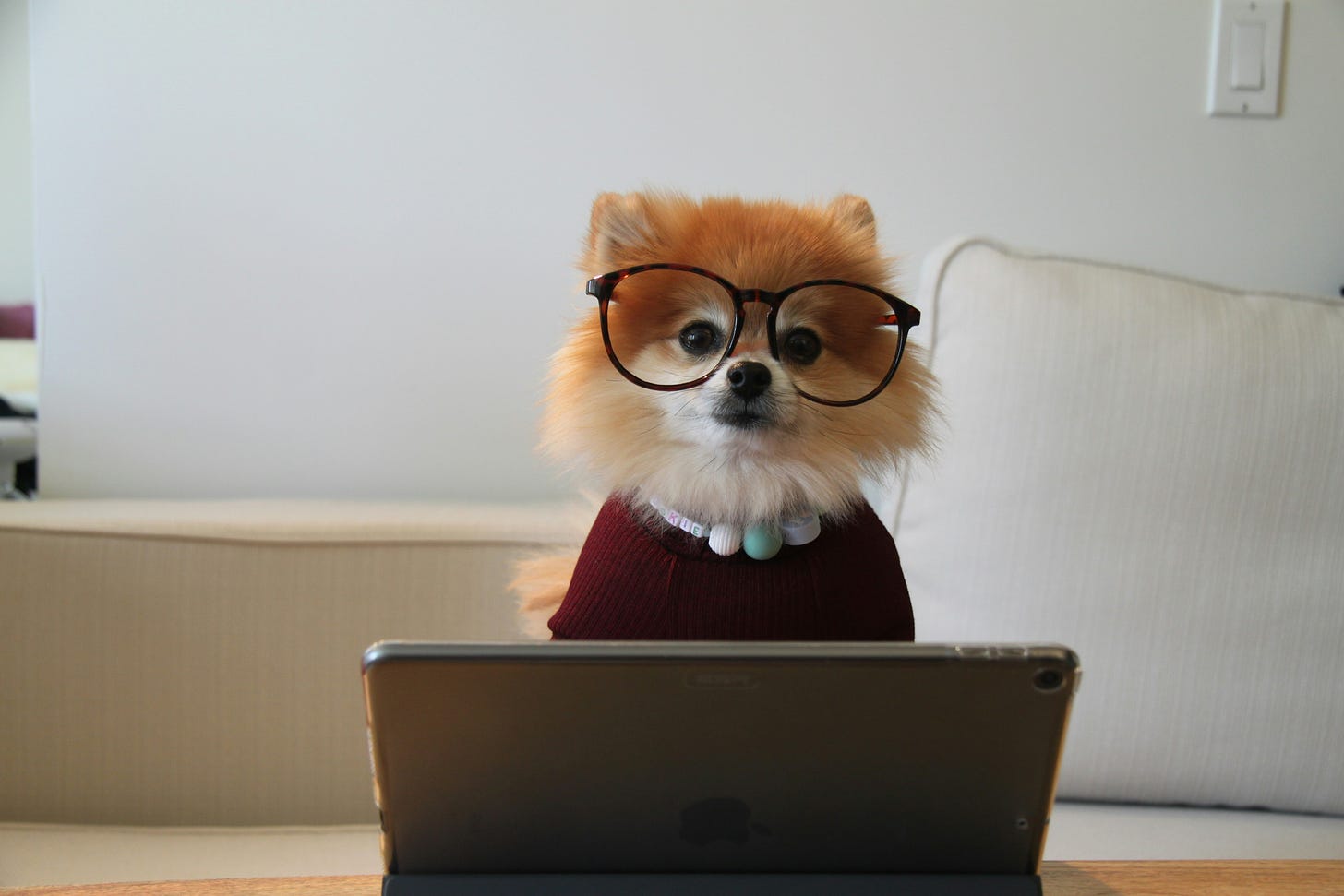 cute Pomeranian dog wearing fashionable glasses, collar and coat, sitting at an open MacBook