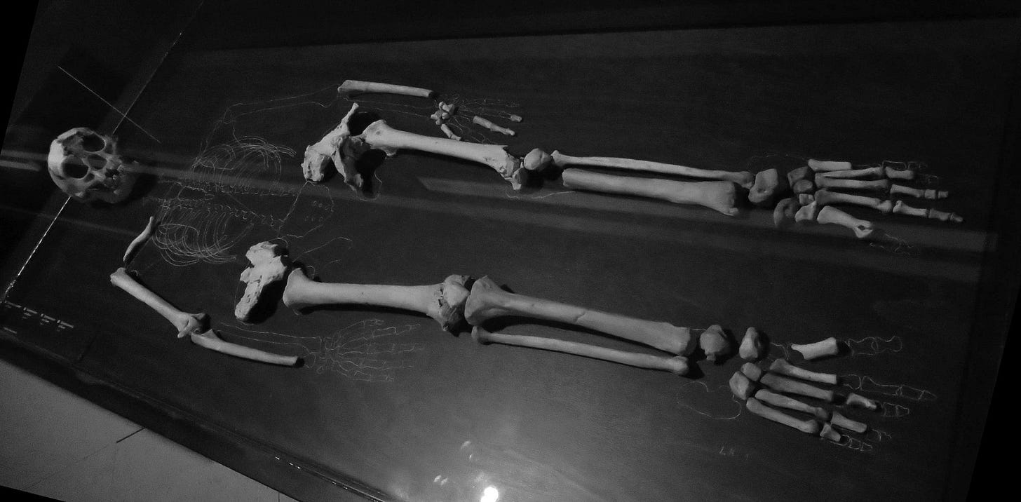 Cast of Homo floresiensis skeleton Cast of Homo floresiensis skeleton