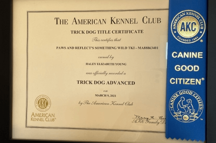 A framed photo of a trick dog advanced title from the American Kennel Club with a Canine Good Citizen ribbon resting on top of it