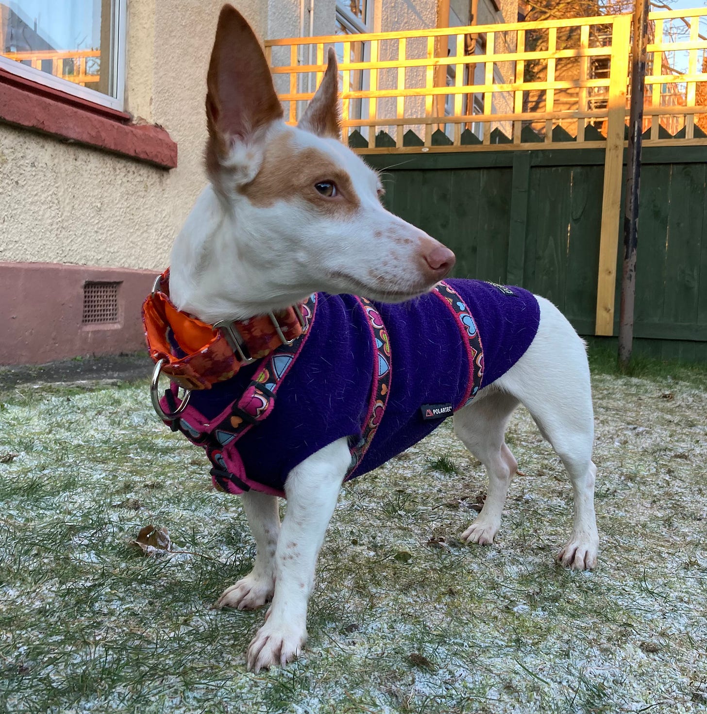 A little pupper. A doggo. A small white podenco with stumpy wee legs, brown patches on ears and eyes. She stands in a frosty garden in the low winter light.