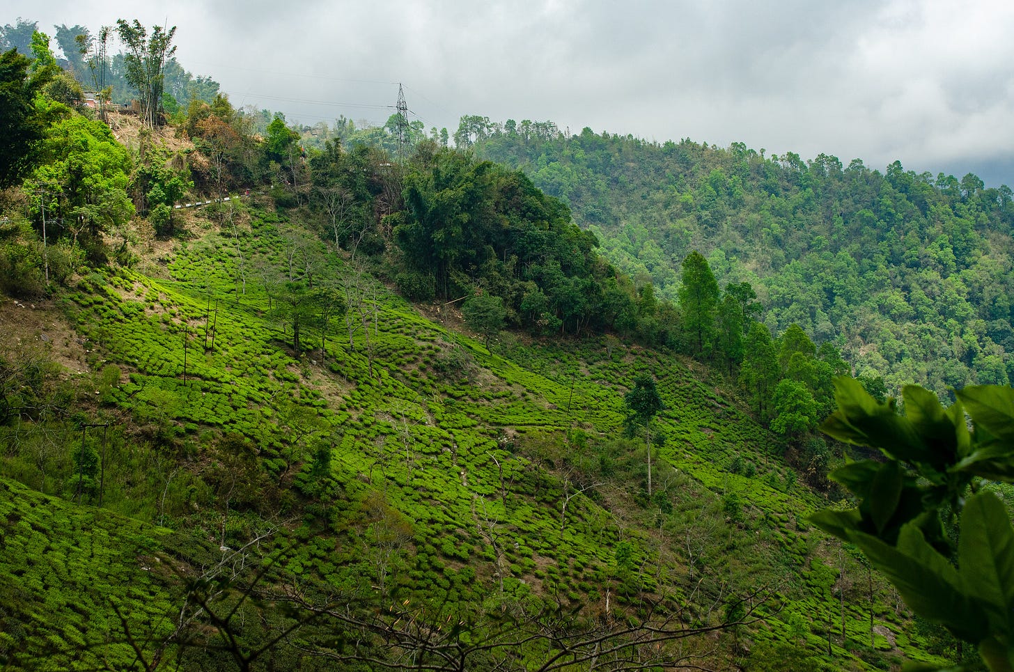 ID: Sloping Darjeeling tea field