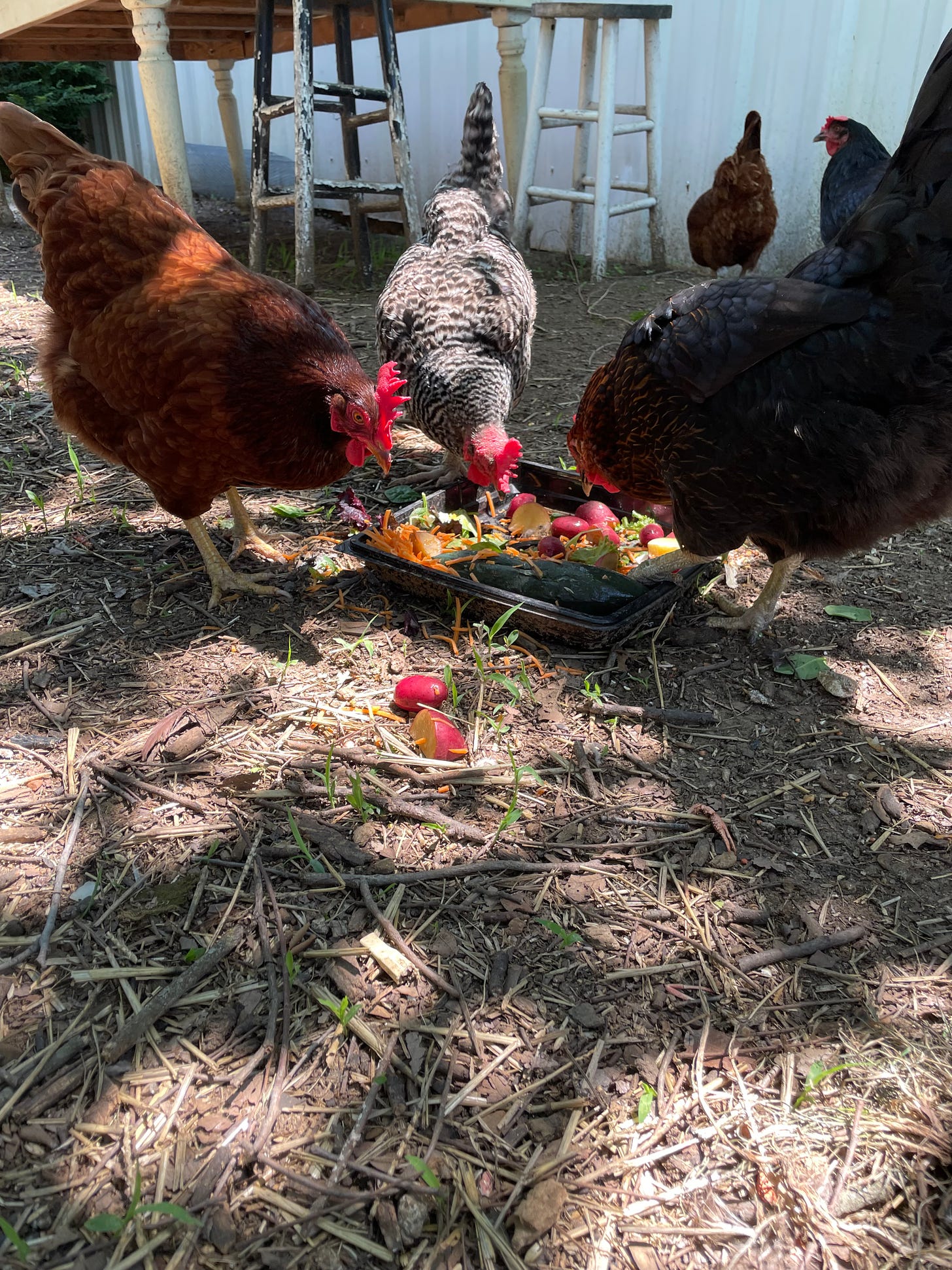 Chickens eat vegetables from a tray