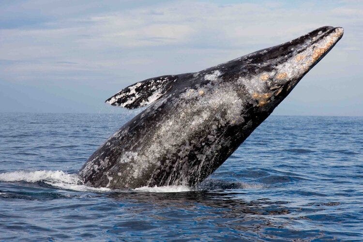breaching gray whale,  photo by Jim Sumich