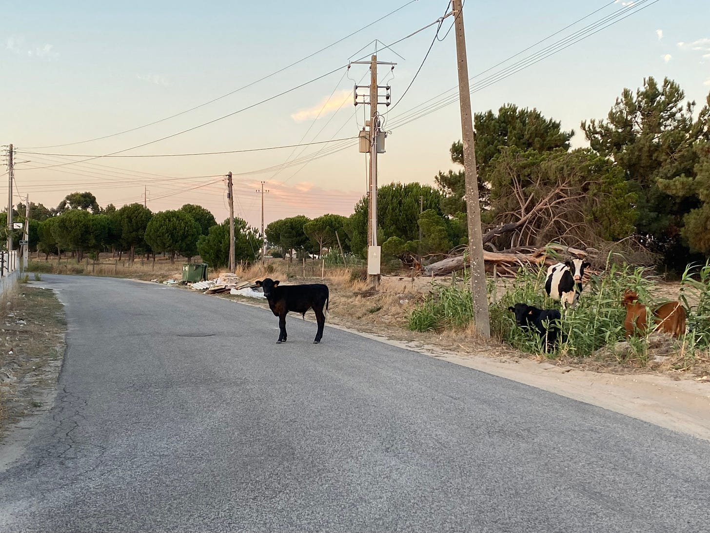 Random cow on the road in Samora Correia, Portugal