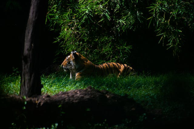 Photo by Chiru Clicks: https://www.pexels.com/photo/tiger-in-forest-2926038/