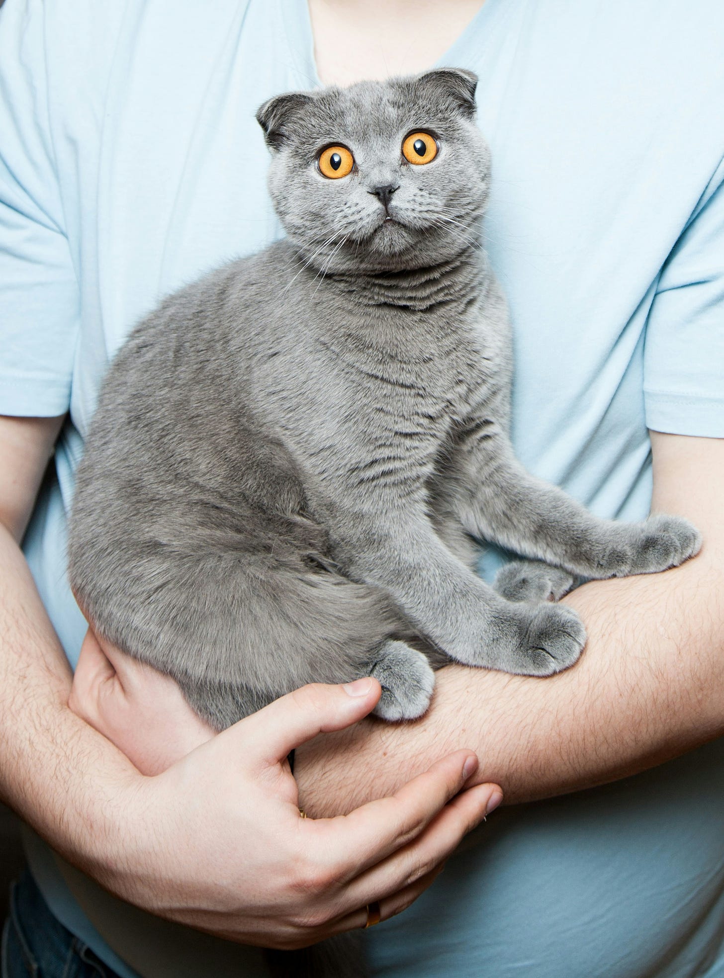 gato cinza assustado no colo de um homem branco com camisa azul