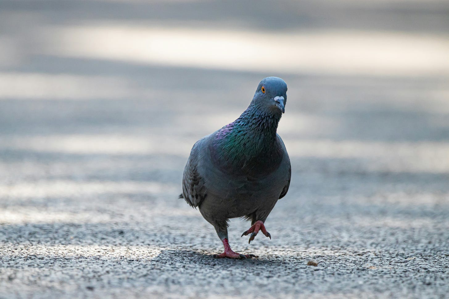 A pigeon with iridescent neck feathers taking a tentative step on a paved surface