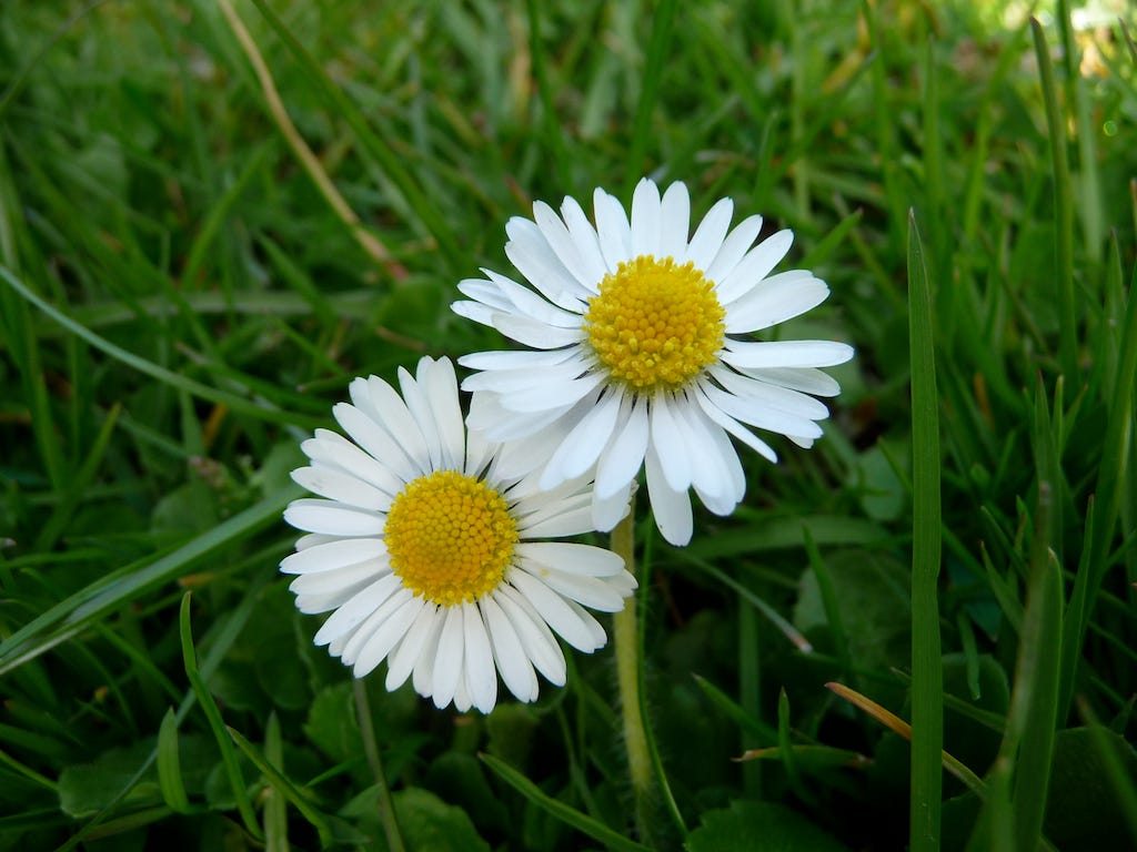 Daisies on my lawn last summer