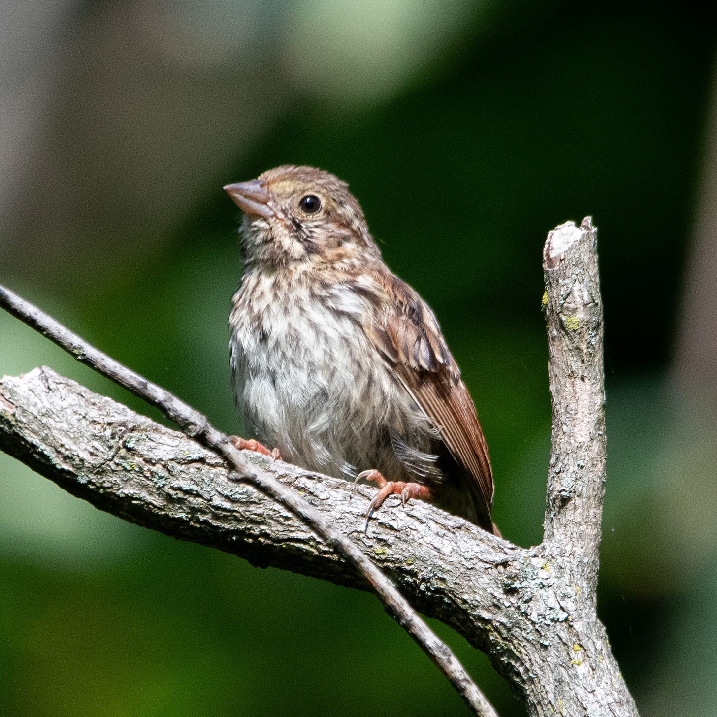 A small, somewhat disheveled brown-beige-and-white bird, with little brown arrows running in lines down its white breast