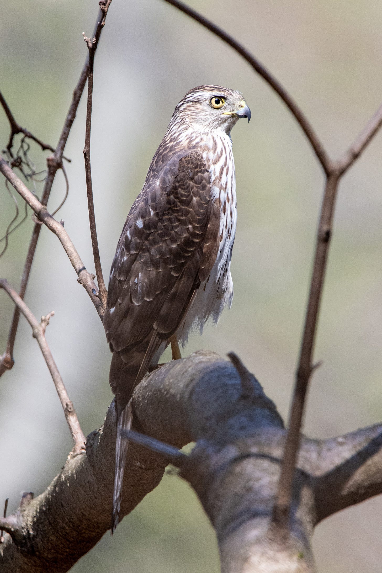 A Cooper's hawk in profile, looking regal and severe
