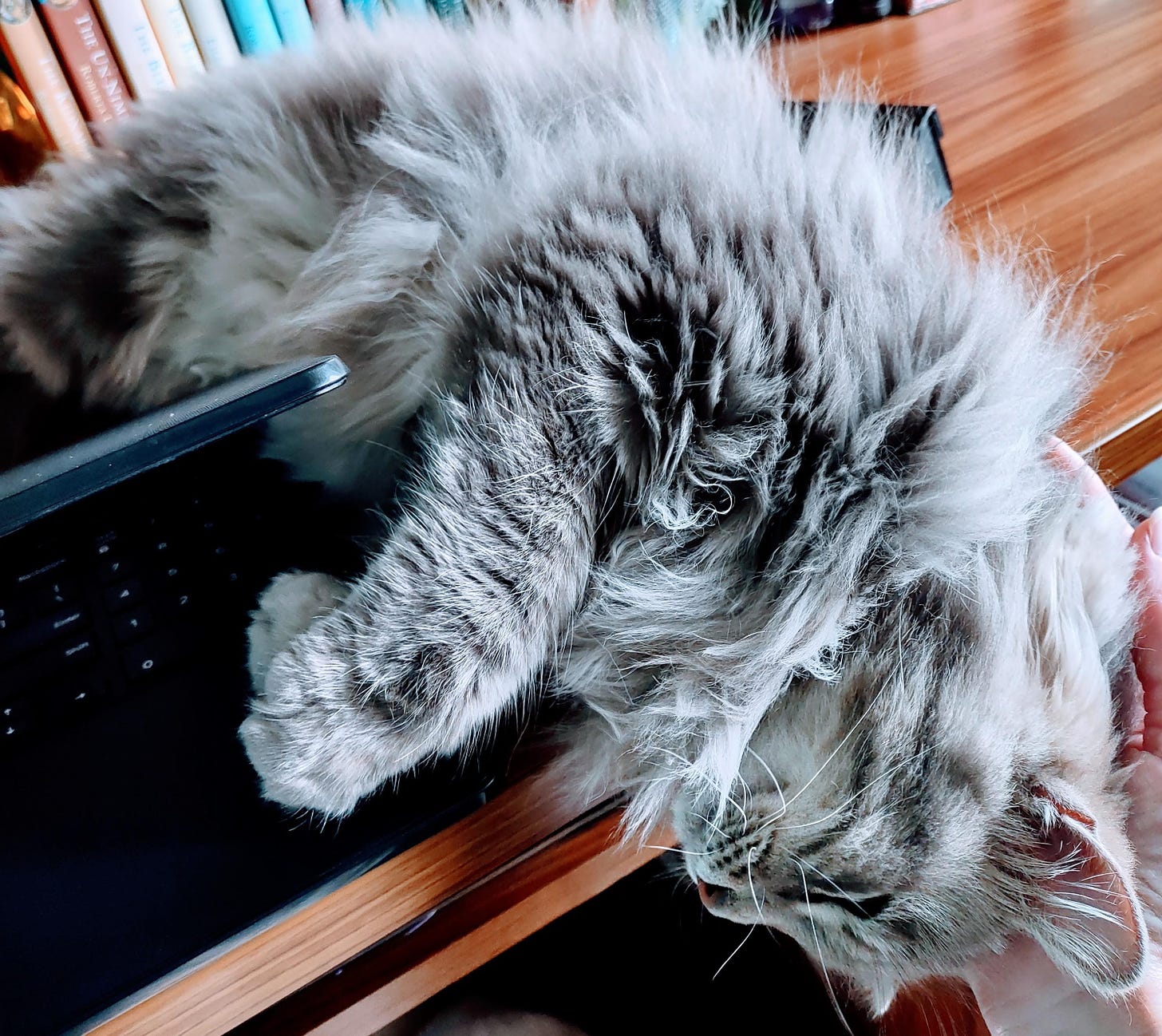 Furry gray cat surrounding laptop