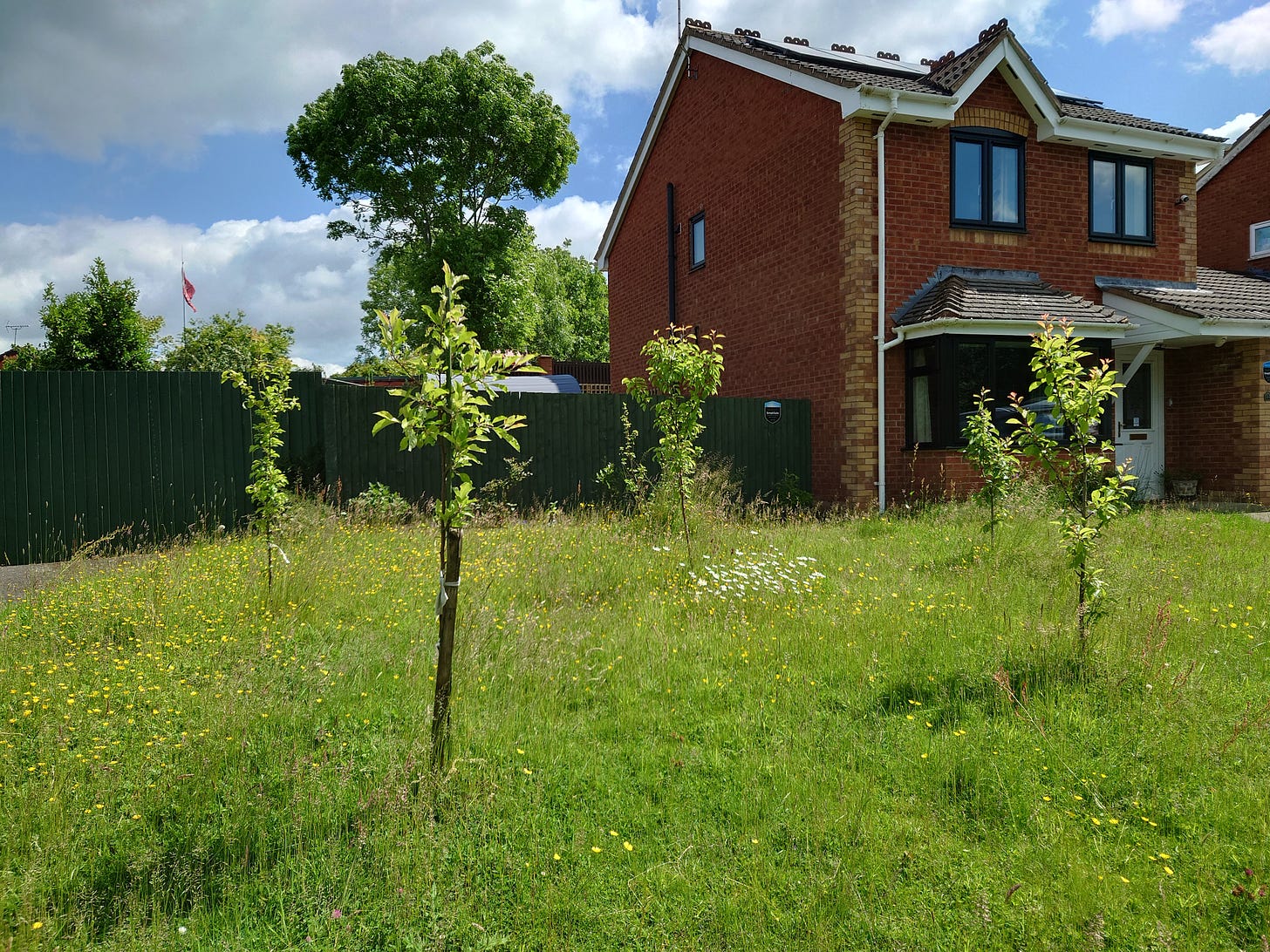 Photo of mini-orchard of five dwarf fruit trees in front garden