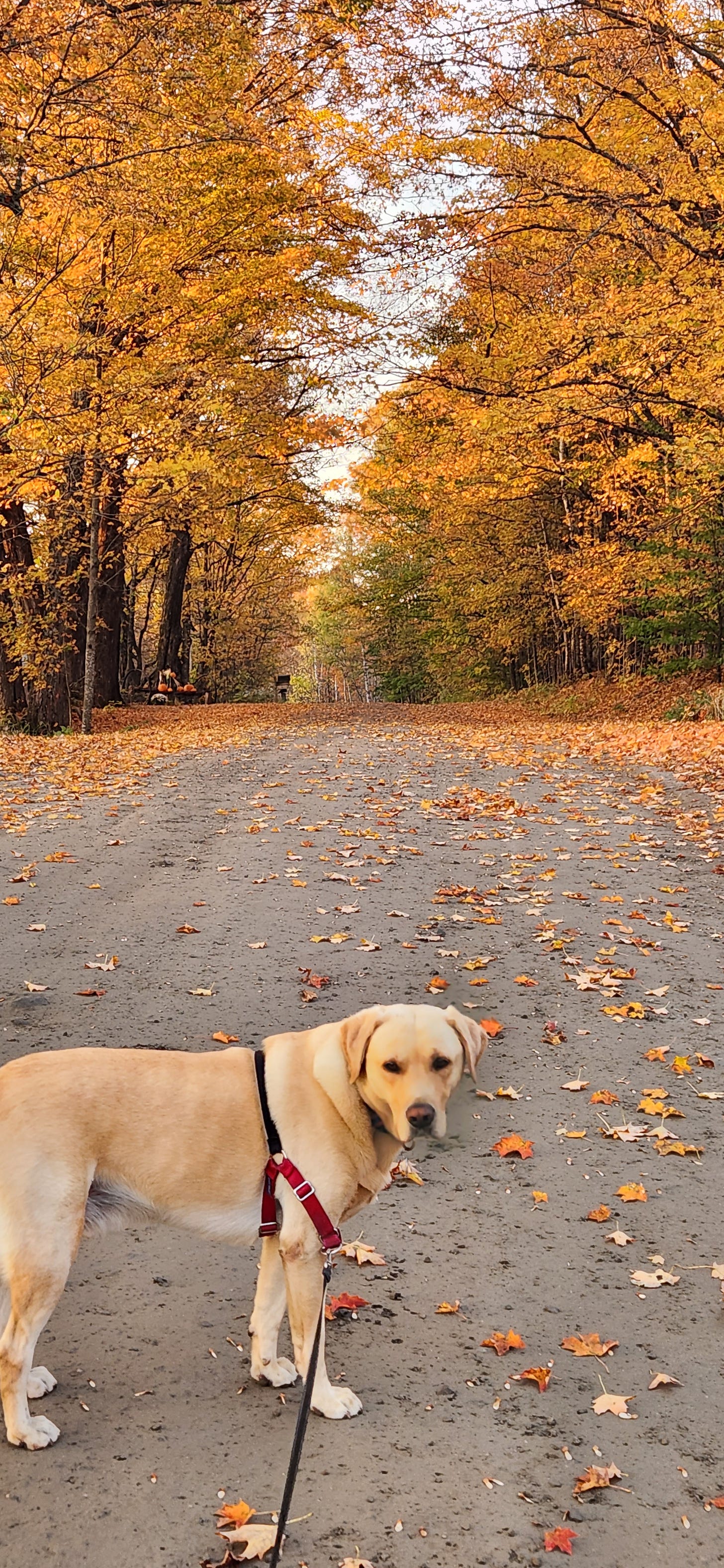 Yellow Labrador Retriever stands on a dirt road framed by maple trees turning gold in Vermont fall