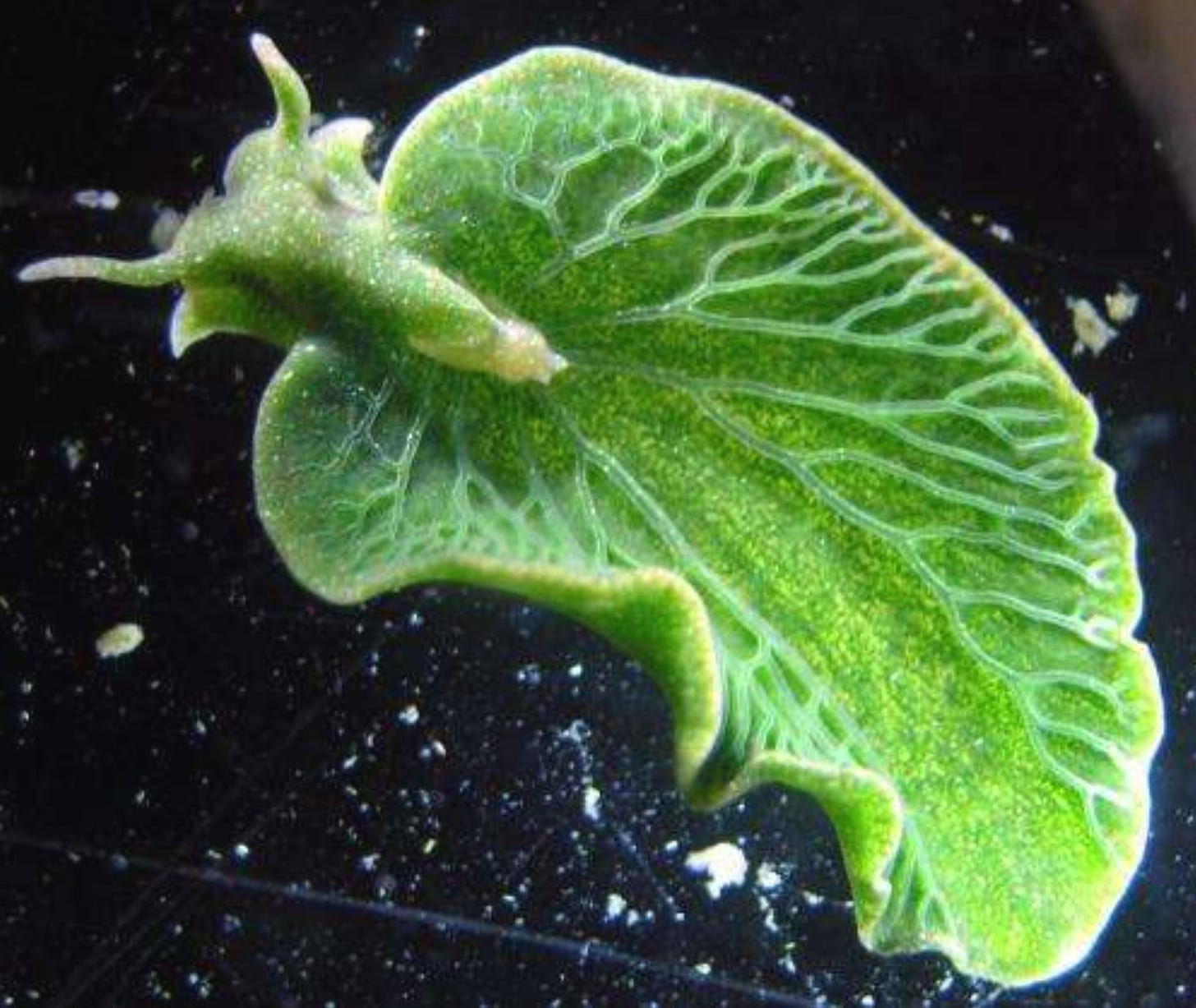 The image is an emerald green sea slug. It is bright green and looks like a leaf with veins and horns.
