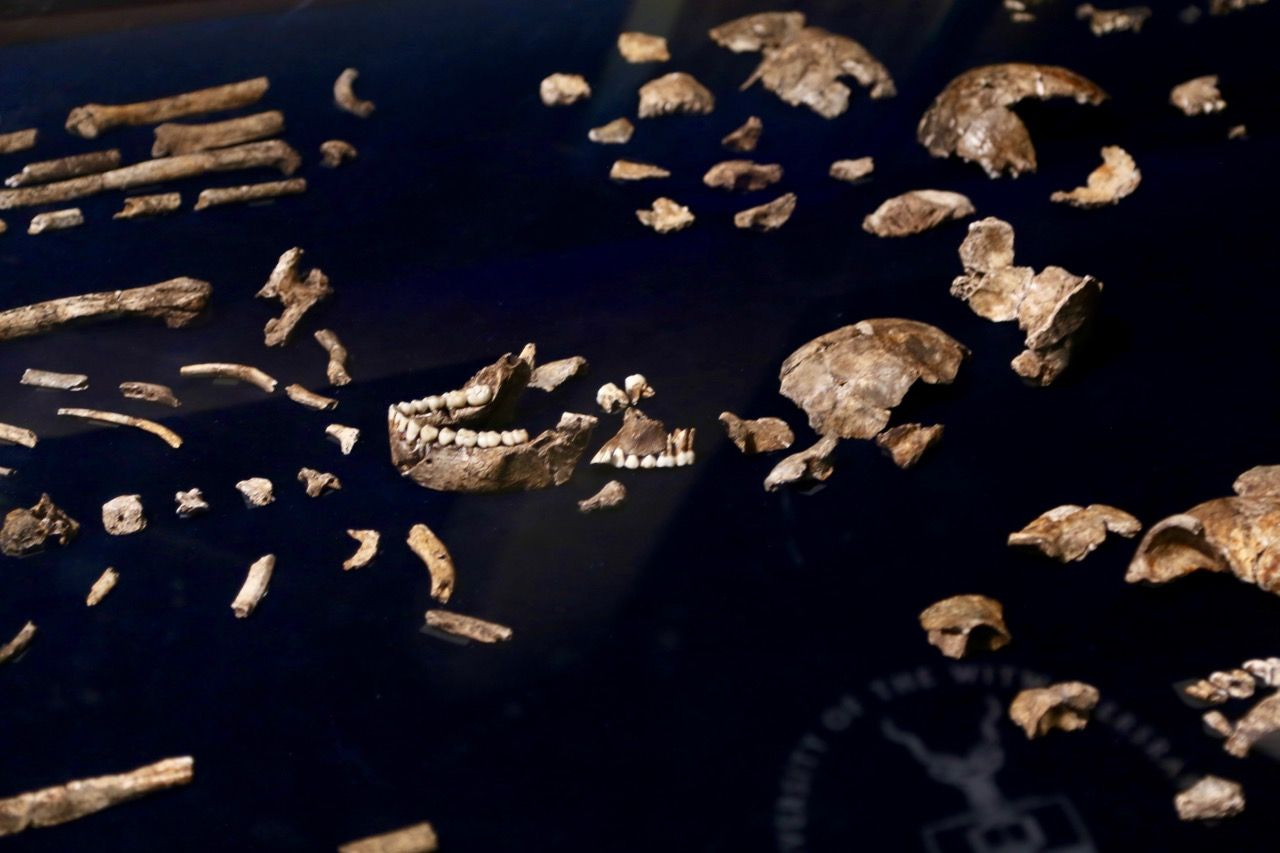 Homo naledi bones arranged on a dark table. 