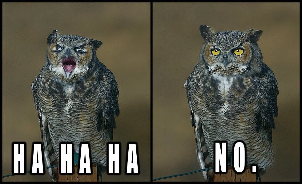 Adorably Sinister Owl Memes Beat Cat Memes Any Day