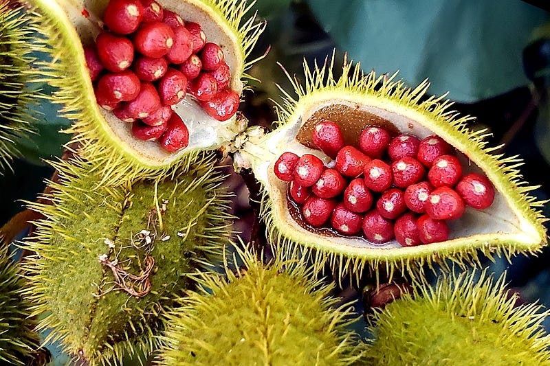 Urucum: Conheça o fruto que faz parte | Podcast | Rádio Brasil de Fato