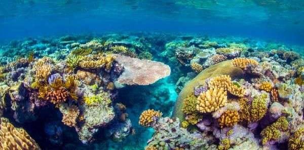 coral reef