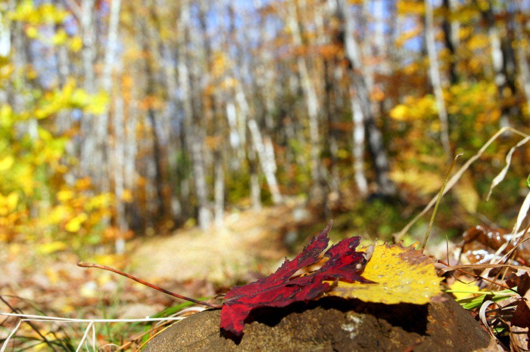 Fallen leaves in a poplar grove during the hike.