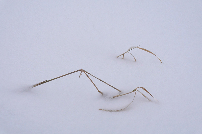 Buff reeds form natural calligraphy in the snow