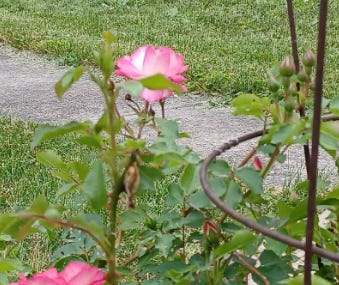 Pink roses with background of green grass.