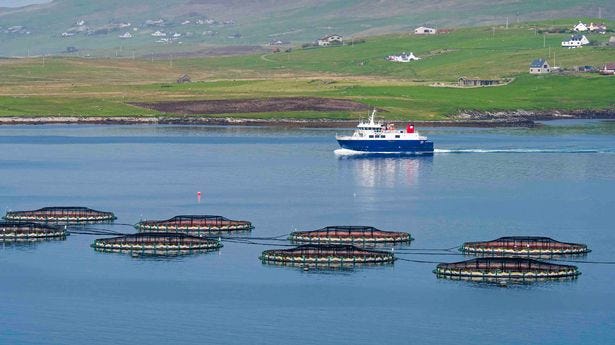 A ferry sails past a salmon farm on the Shetland Islands