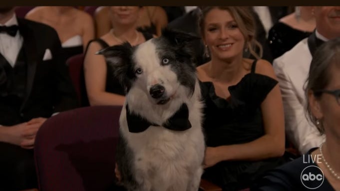 Messi The Dog From 'Anatomy of a Fall' At Oscars, Robert Downey Jr. Reax