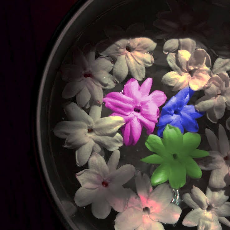 Jasmine flowers floating on water. Three of the have altered colours: one pink, one blue, and one green.