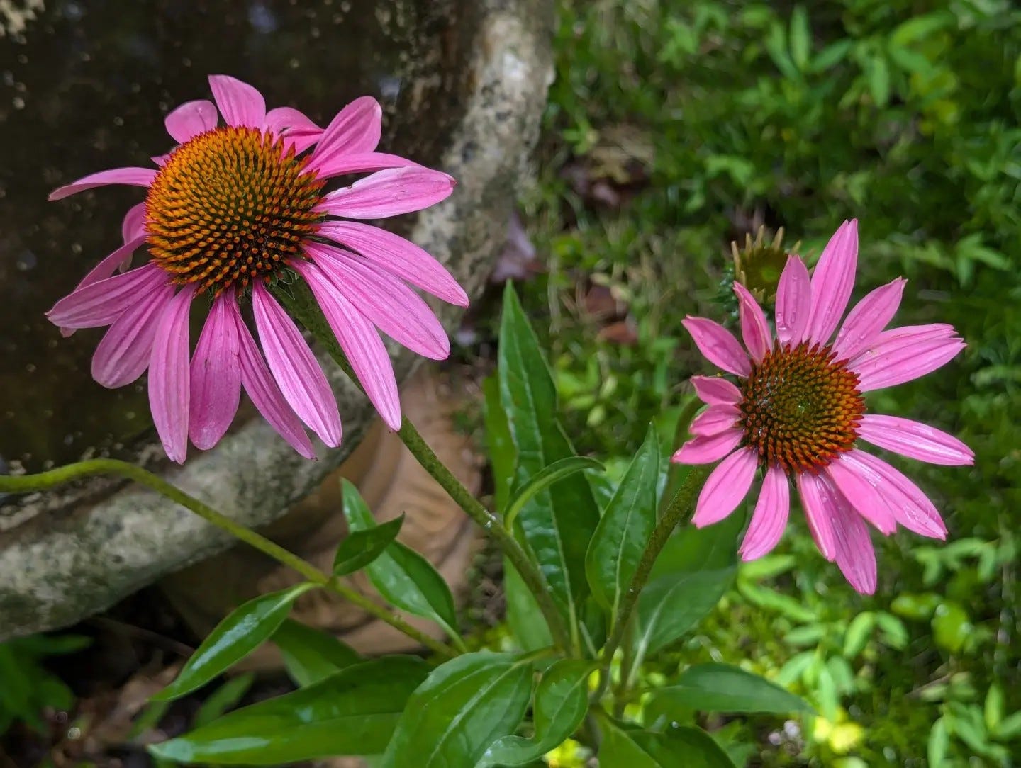 purple coneflower surrounded by greenery