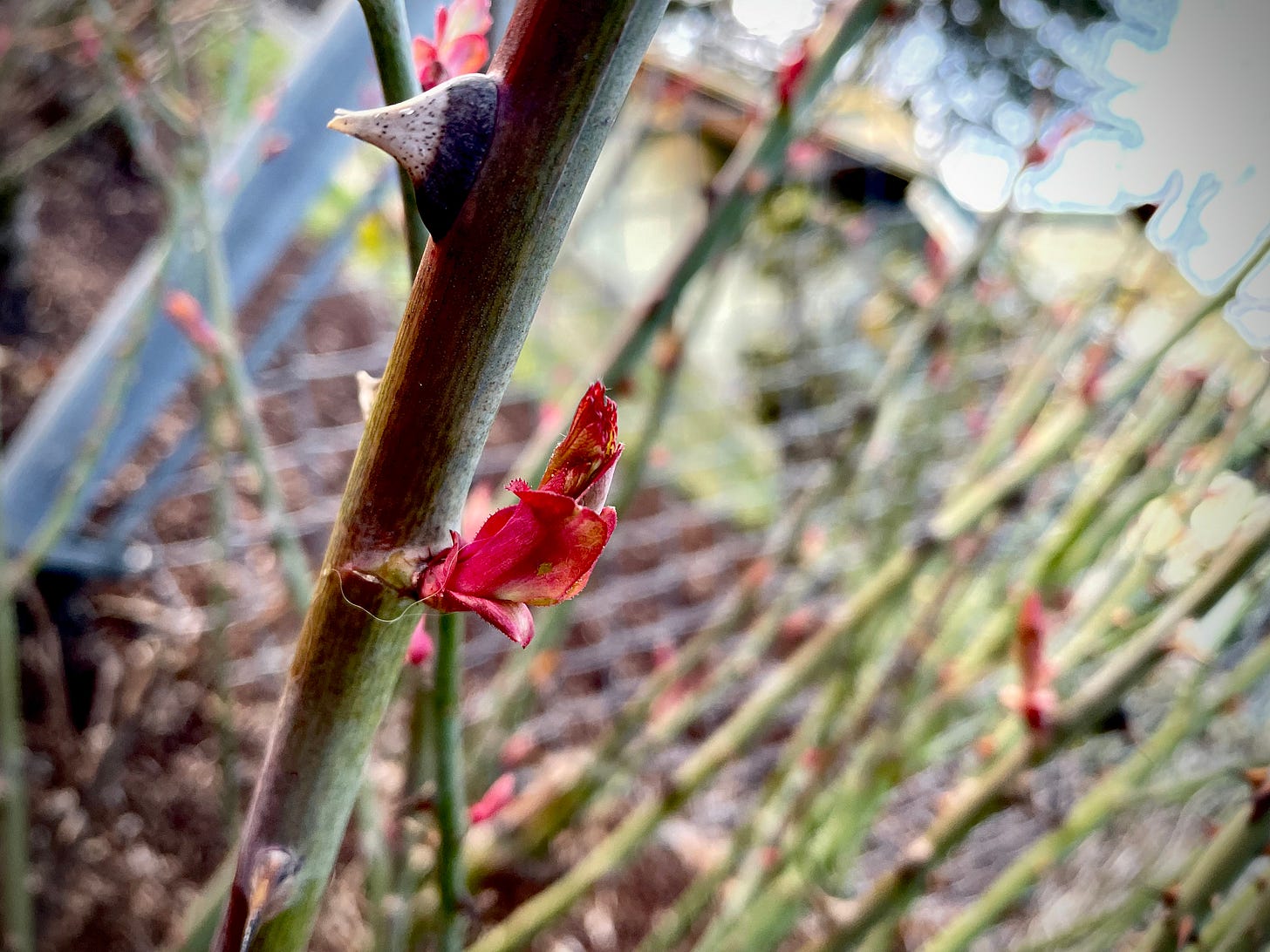 cut back roses. Close up of a thorn and the barest red bud appearing.