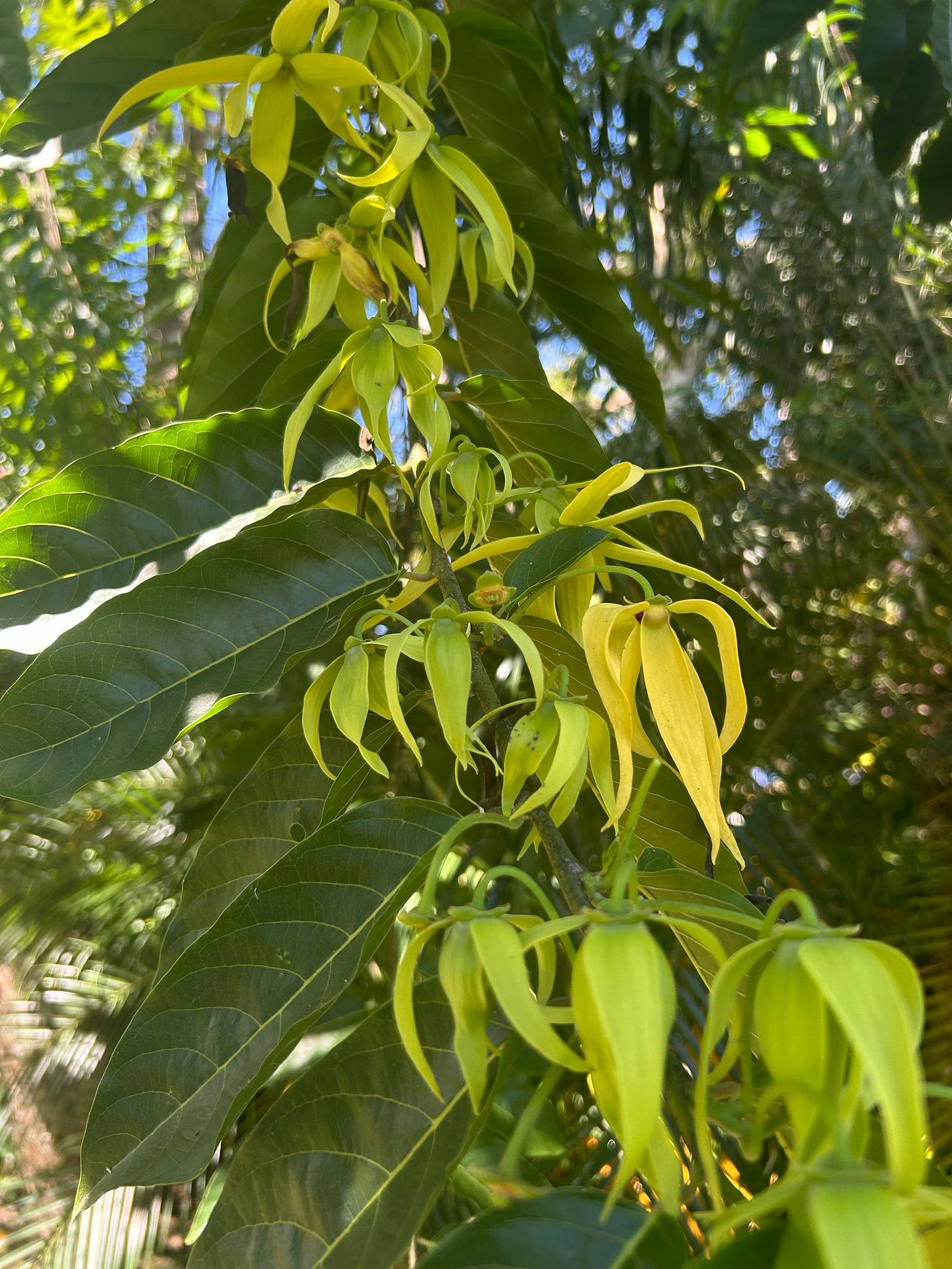 Green-yellow ylang ylang flowers surrounded by oval green leaves on the Cananga tree in Costa Rica. Green-yellow ylang ylang flowers surrounded by oval green leaves on the Cananga tree in Costa Rica.