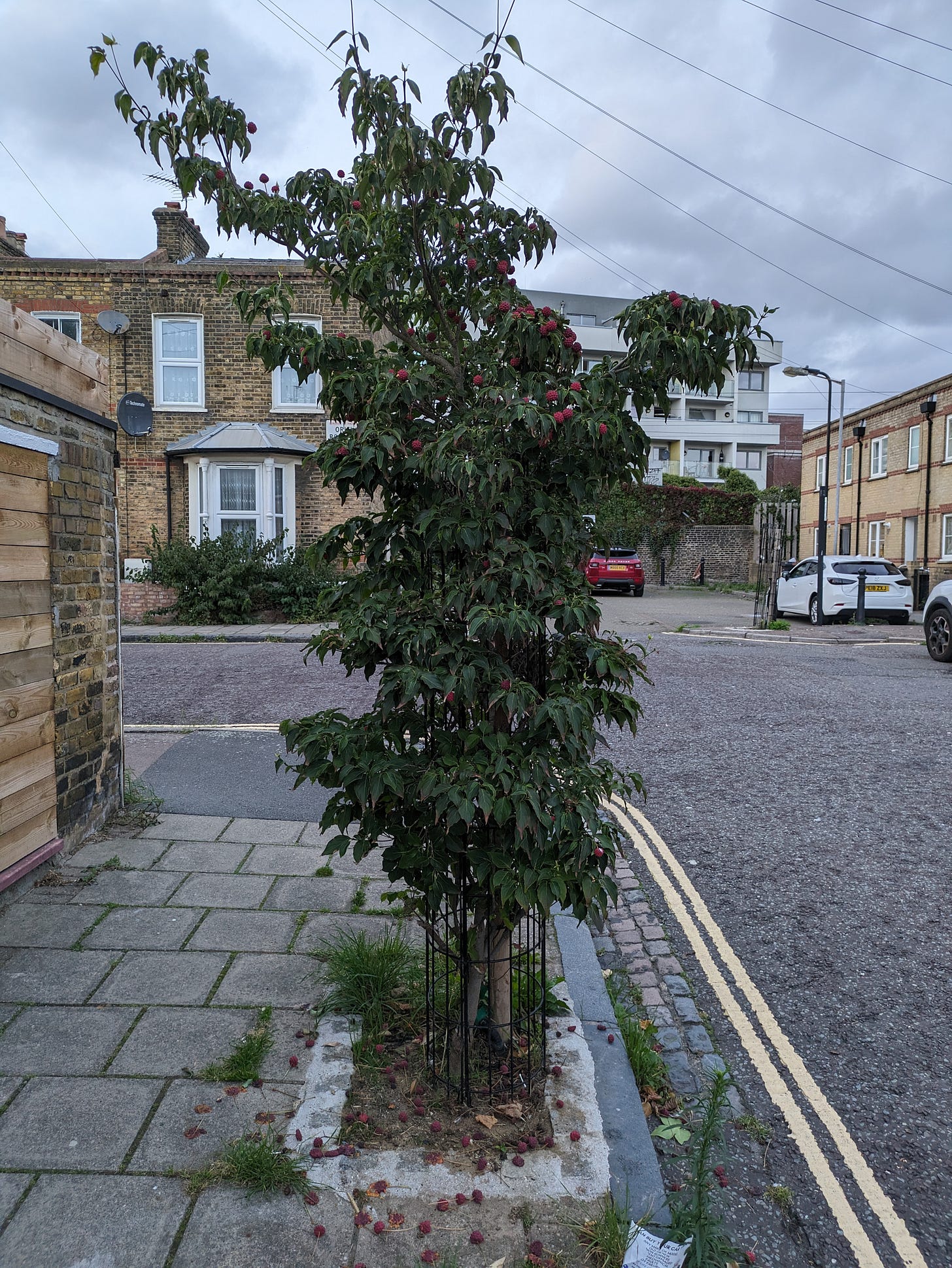 A photograph of a Kousa Dogwood tree on a street corner