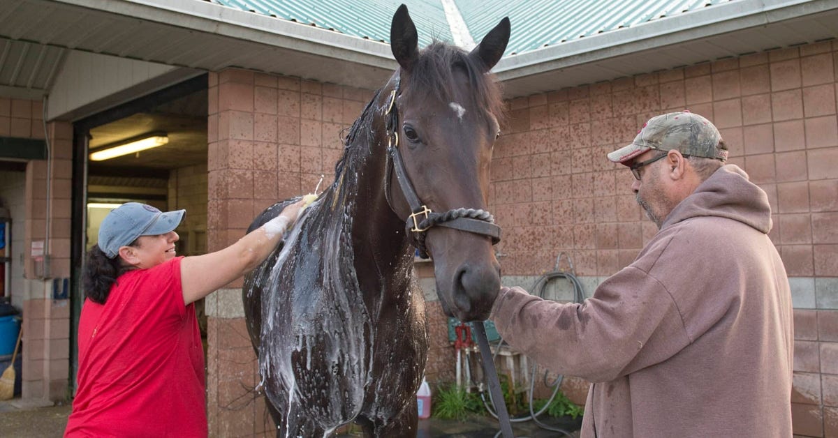 A man and woman bathing a bay horse.