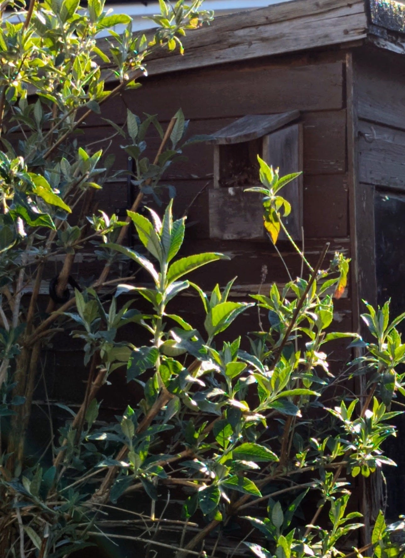 Photo of a small wooden birdhouse hung on a shed behind a large bush