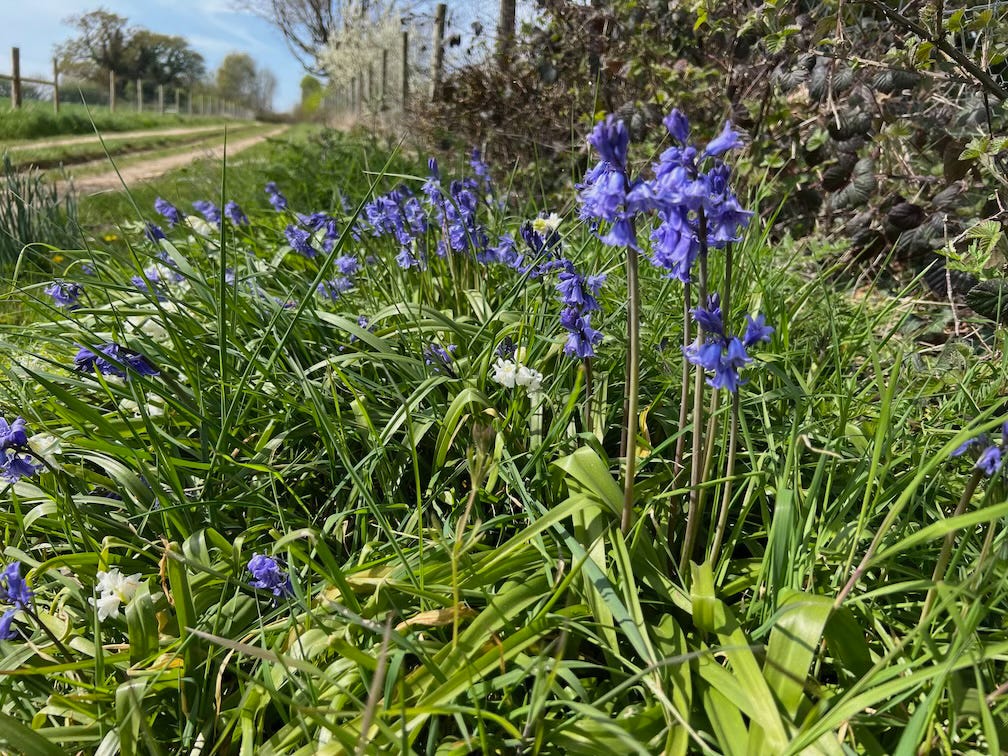 A cluster of vibrant blue and white bluebells growing along a grassy country lane, with a dirt path and wooden fence stretching into the distance on a sunny spring day. Trees and shrubs line the path under a clear blue sky.