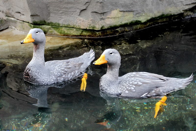 Two steamer ducks in zoo water