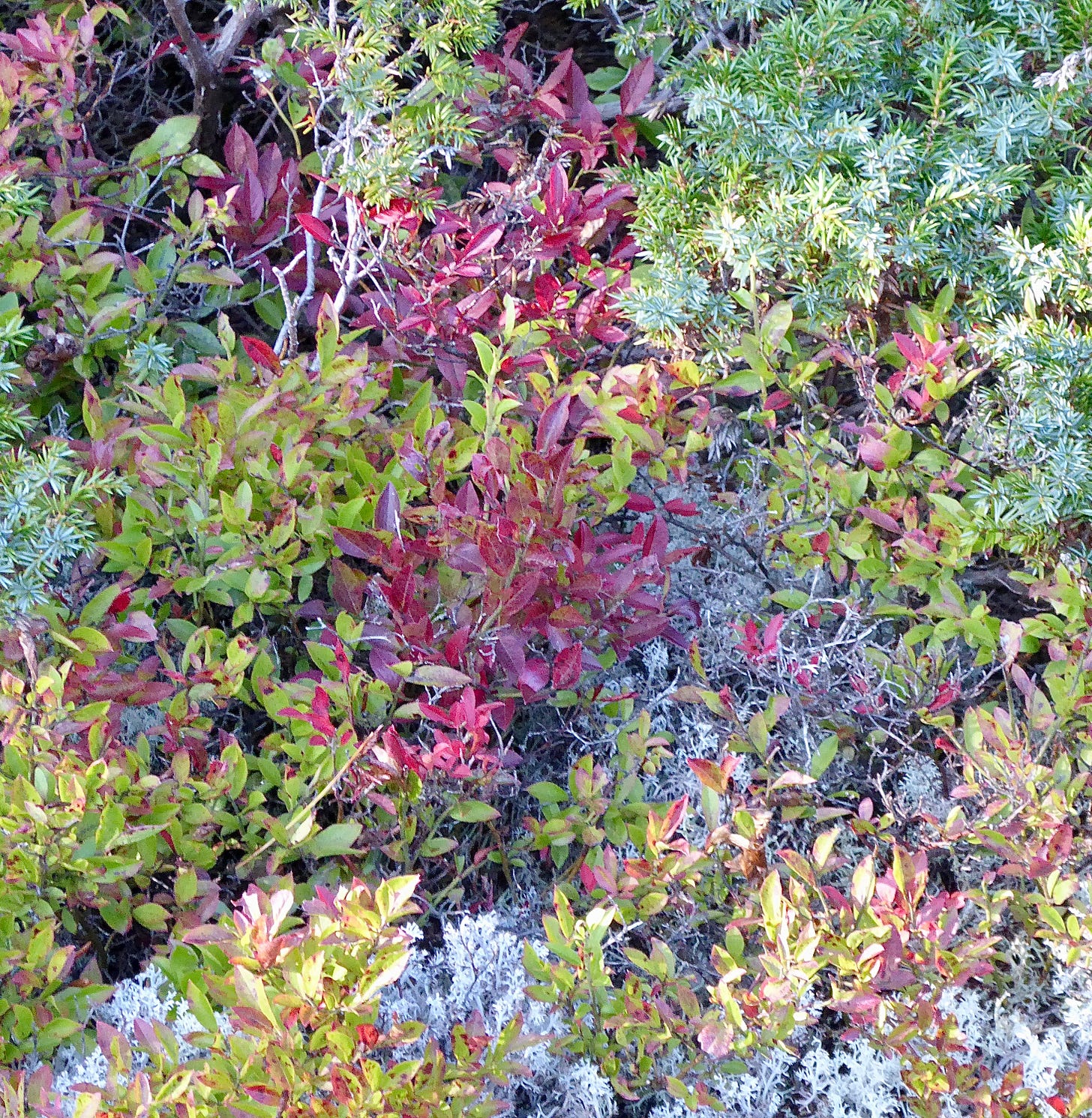 wild, low-growing red and green plants and mosses on top of a mountain.