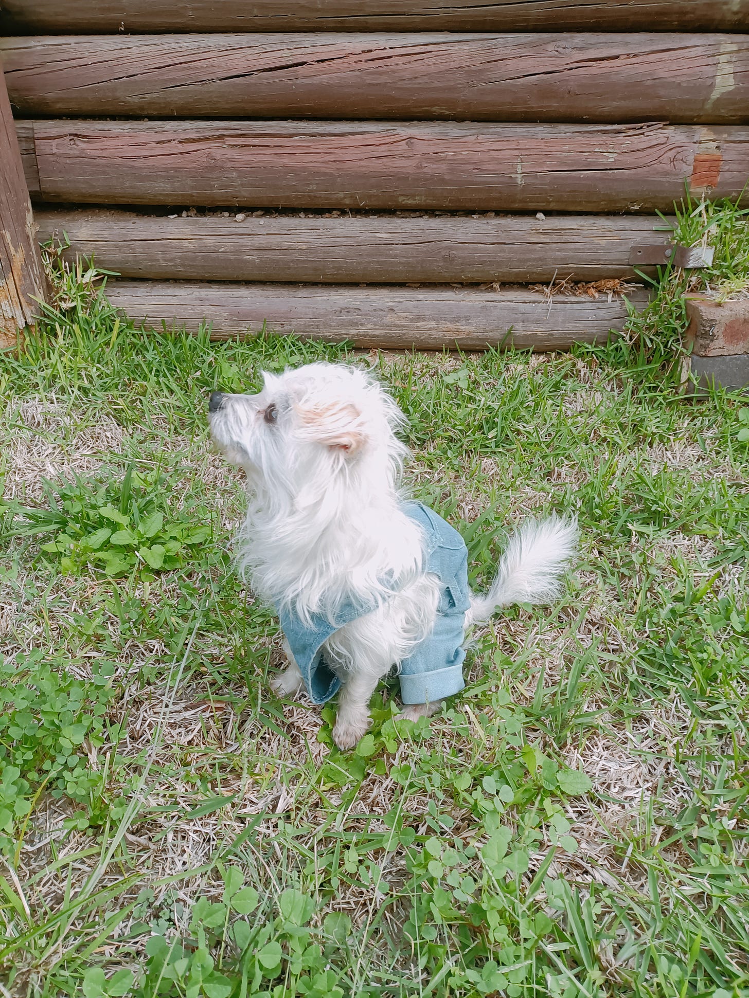 A photo of Donut, a puppy-sized Maltese mix with white fur, in a slightly overgrown backyard, near a wooden fence. He's wearing little light blue denim overalls and looks like an angel.