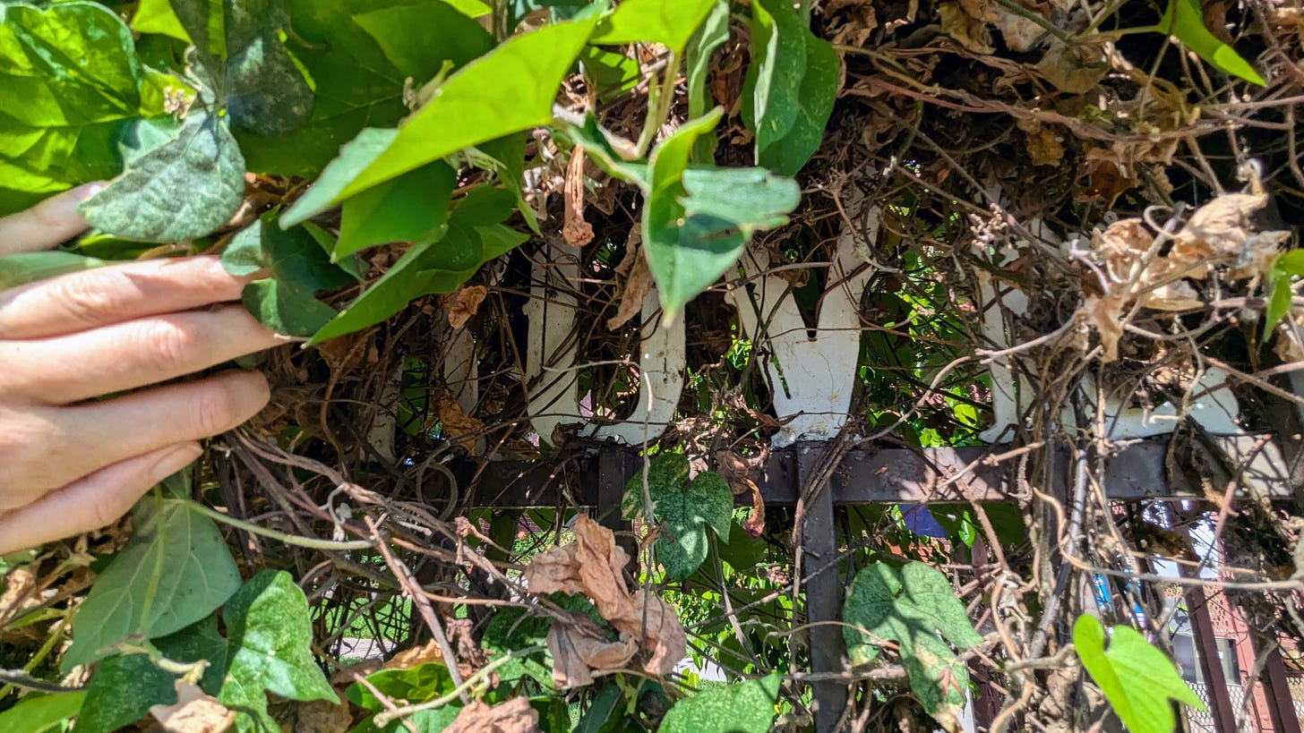 Wooden letters hidden by overgrown creeper