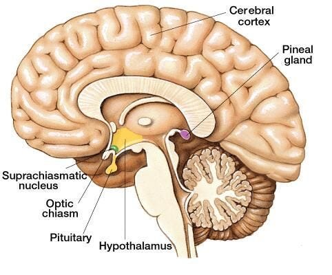 Pineal Gland. Humanity. Healing. Pituitary Gland Tumor, Brain Surgery, Cushing Disease, Optic Nerve, Physiologist, Lack Of Energy
