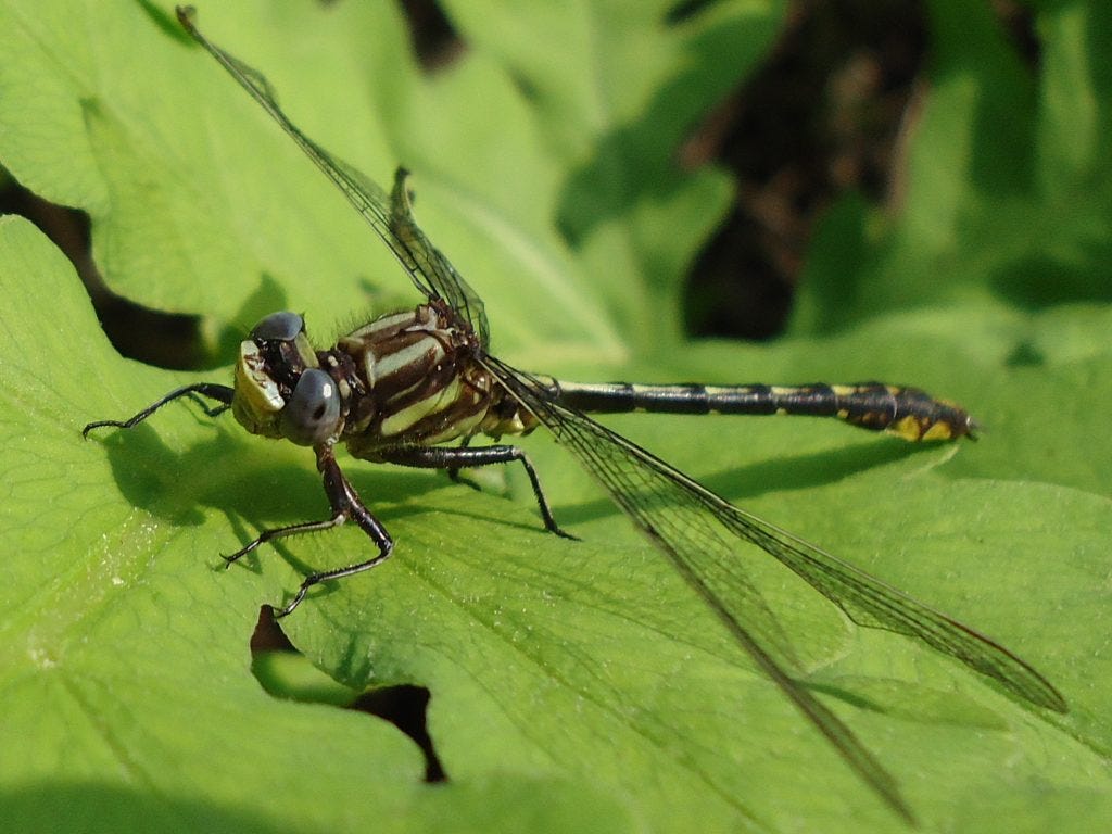 Dragonfly on Sensitive Fern