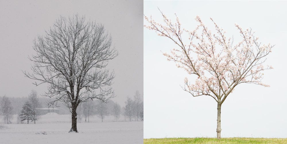 Two trees side by side, one in winter covered in snow, and one in spring covered in cherry blossoms