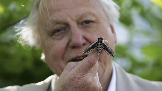 David Attenborough turns 93: Look back at his work - CBBC Newsround
