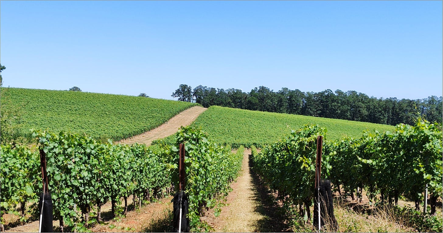 Pinot Noir vines Vintage 2024 at Amalie Robert Estate.