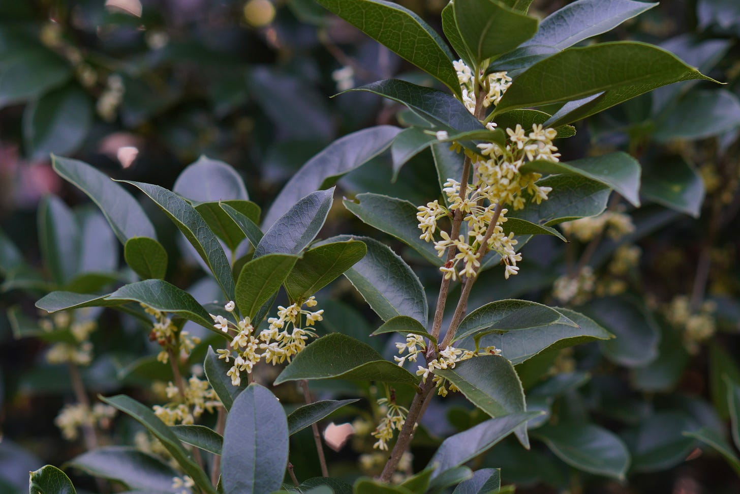 small light yellow tea olive blossoms surrounded by large dark green leaves