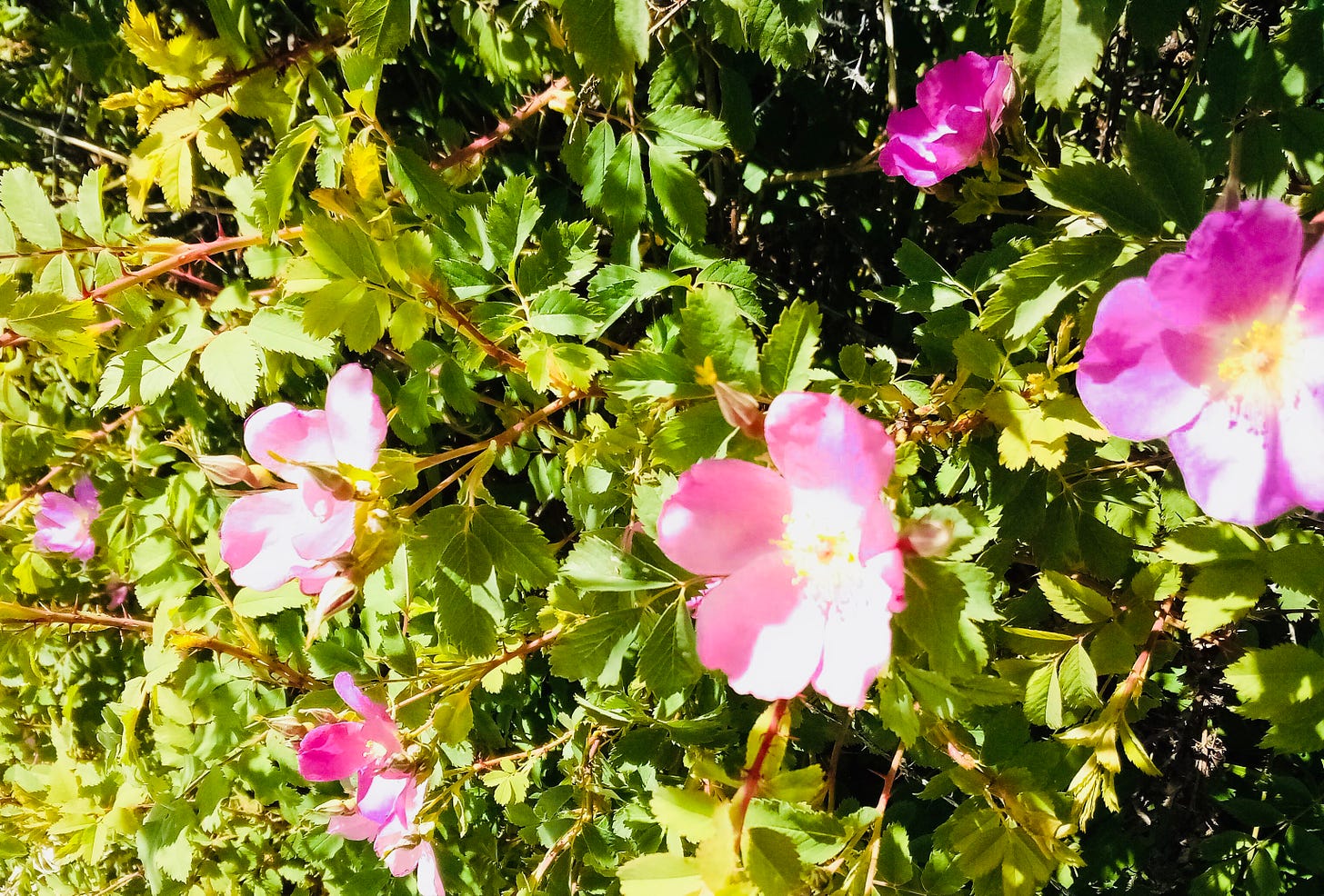 Pink wild roses