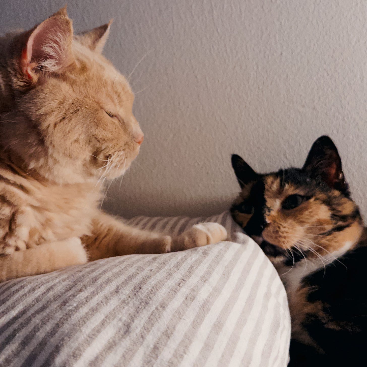 Two cats and a striped pillow. The orange cat is laying on the pillow with his eyes closed. The calico cat has her head on the pillow and is looking at the orange cat.