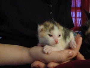 Our cat Friday had kittens three weeks ago… they are reaching maximum cute stage. 